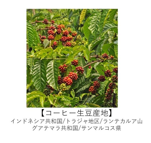 トラジャ グアテマラサンマルコス　有機コーヒー 生産地