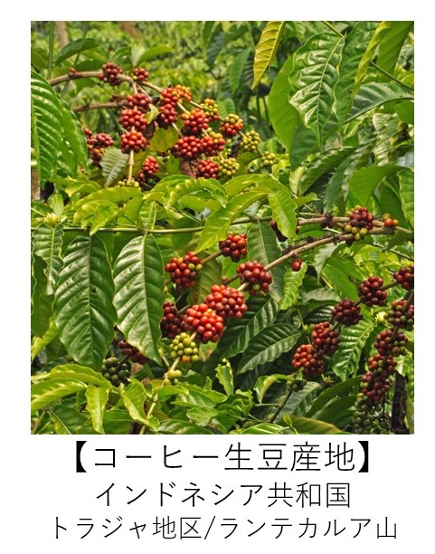 インドネシア　トラジャ　有機コーヒー 生産地
