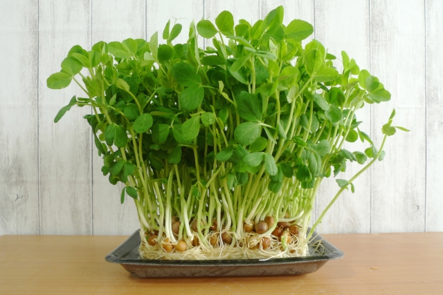 豆苗（山梨産など）