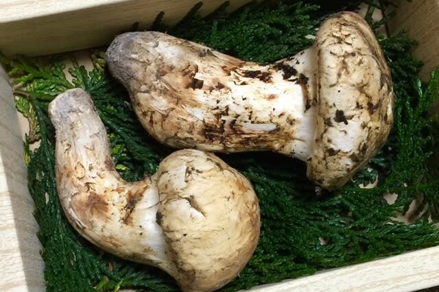 中国産 松茸” 約1kg 原体・ほんのちょっと訳あり つぼみ〜開き