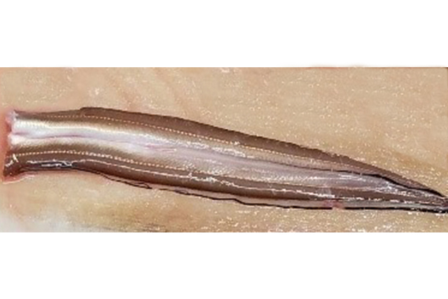 活穴子 開き 1本 約100ｇ 主に江戸前 千菜一遇市場