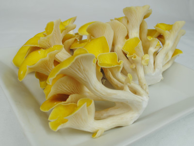 たもぎ茸80g～ 100g （長野産や山形産など）