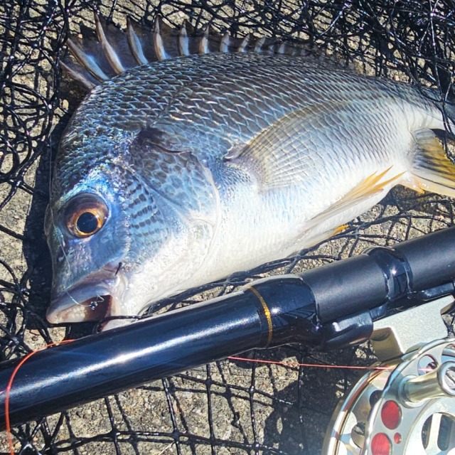 引き取り限定！　中古  和竿 　黒鯛ヘチ釣り落とし込み釣り 和竿】黒鯛へち竿”2.7M穂先2本付きNO2