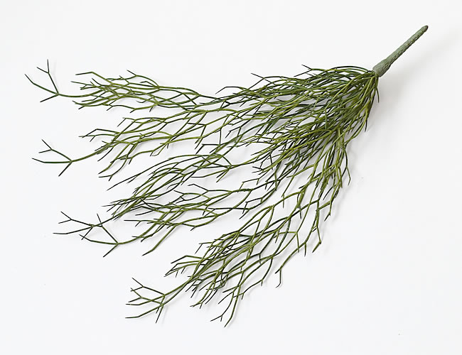 リプサリス ハンギングブッシュ