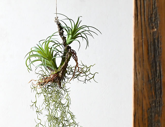 ハンギング 着生エアプランツ