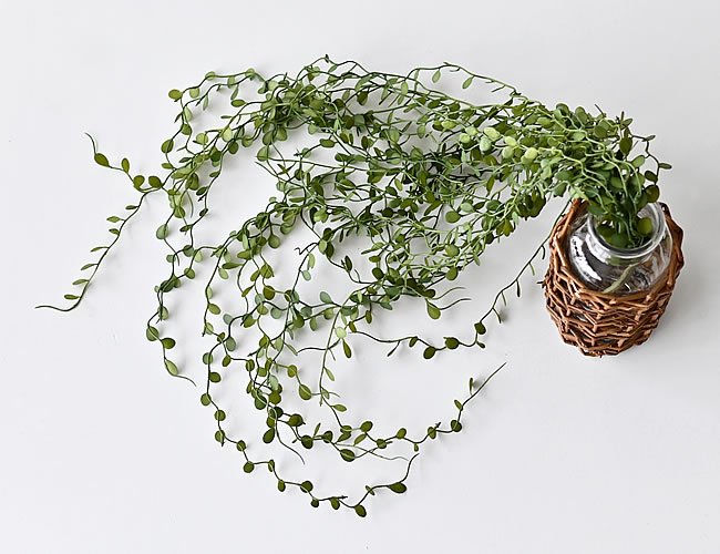 ディスキディア ハンギングブッシュ