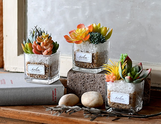 デオドラント サキュレント ウォームカラー