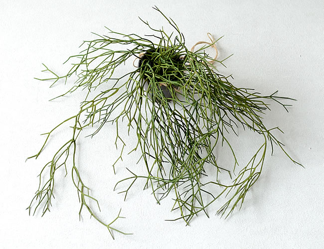 ハンギング リプサリスポット