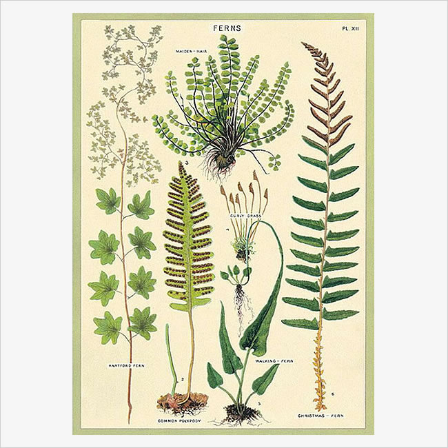 Cavallini & Co. ポスター シダ植物