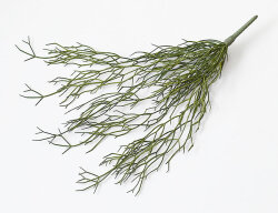 リプサリス ハンギングブッシュ