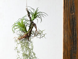ハンギング 着生エアプランツ