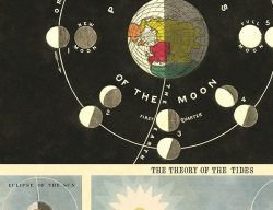 Cavallini & Co. ポスター ムーン