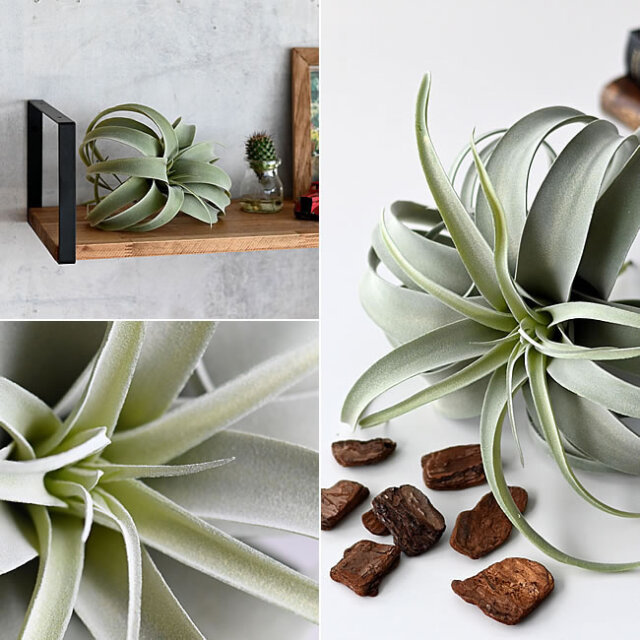 キセログラフィカ | ゼネラルストア オルネ