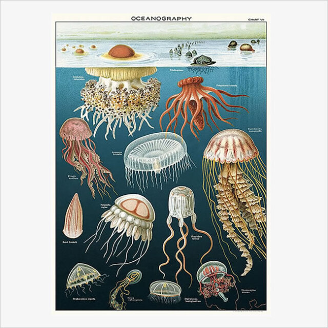 Cavallini & Co. ポスター クラゲ