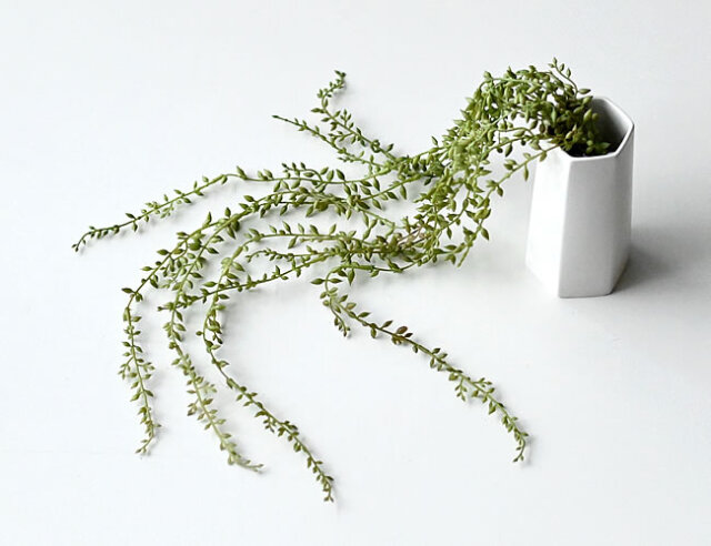 アーモンドネックレス ゼネラルストア オルネ