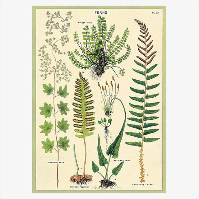 Cavallini & Co. ポスター シダ植物