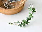 ミニシサス アイビーバイン