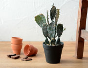 ウチワサボテン ポット