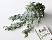 ビカクシダ ハンギングブッシュ