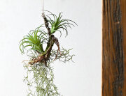 ハンギング 着生エアプランツ