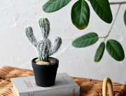 ミニサボテンポット