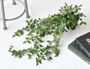 フィカス シャングリラ ポット