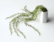 アーモンドネックレス