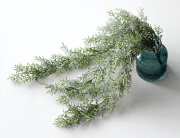 アスパラガス スプレンゲラー