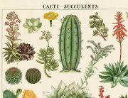 Cavallini & Co. ポスター サボテン