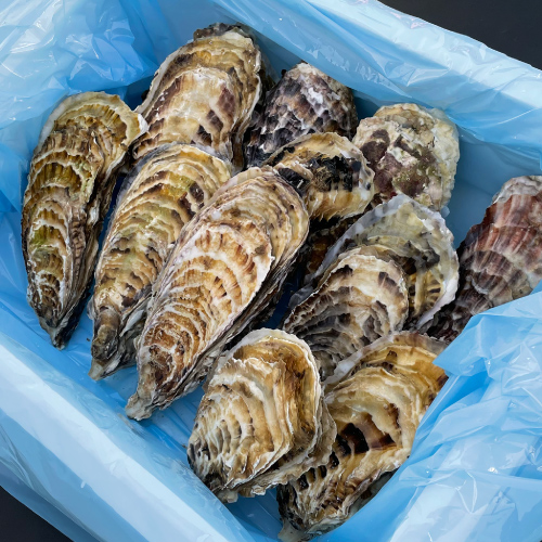 加熱用】宮城県産殻付き牡蠣 10個入