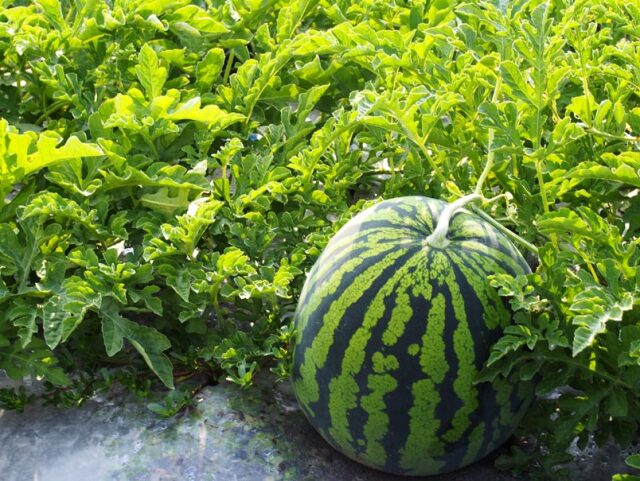 スイカイメージ