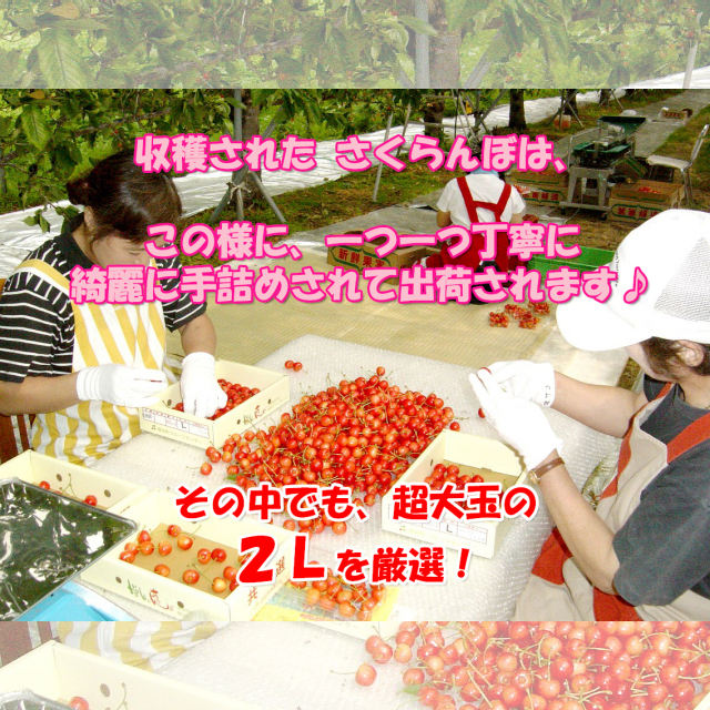 味にこだわり！秋田県産さくらんぼ♪紅秀峰,チャーミーチェリー