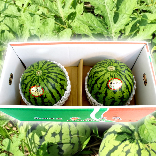 秋田県産,すいか,JAこまち「あきた夏丸チッチェ」 L×2玉入り