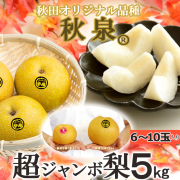 秋田産 梨「秋泉」5kg 6～10玉入 ジャンボ梨 秋田オリジナル品種 出荷期間:9月下旬～10月上旬 ポイント10倍