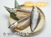 カマスのひらき