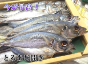 とろあじ開き　1枚　（トロアジ）　　【鯵の干物】
