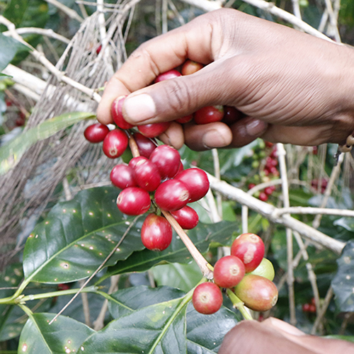 カフェ・ティモール コーヒー生豆（5kg） Par Marche（パルマルシェ）