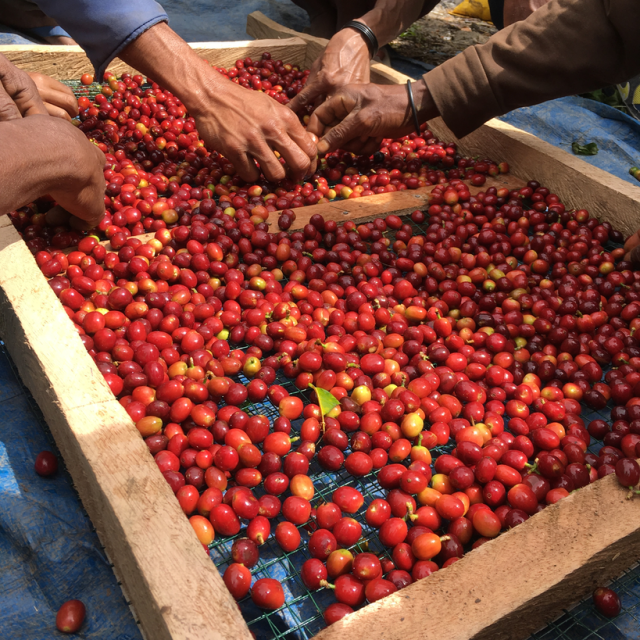 エルメラ産】東ティモール産 コーヒー生豆（5kg） Par Marche（パル