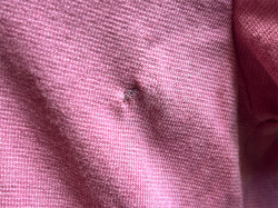 asana ヘンプコットン 厚手 ひらひら クロス Tee・きなり