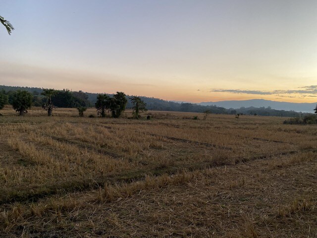 オーガニック コットン100%