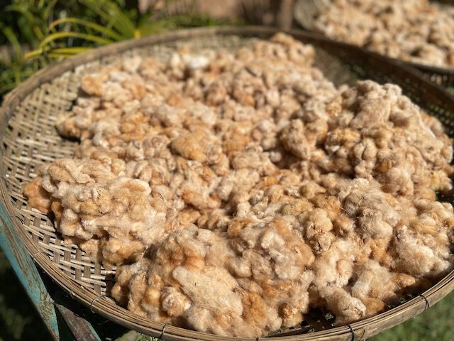 オーガニック コットン100%