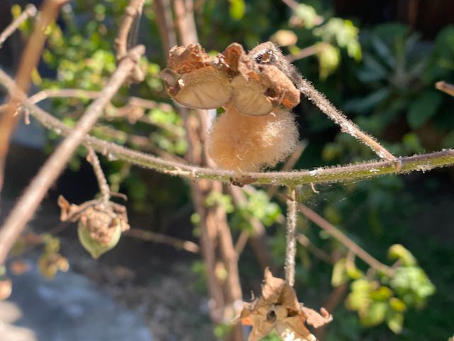 オーガニック コットン100%