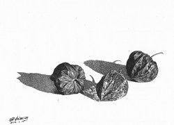 細密ぺん画アート【ほおずき】