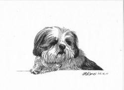 細密ぺん画アート【甘え顔のシーズー】