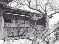 細密ぺん画アート【紅梅の古木】