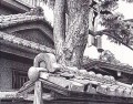 細密ぺん画アート【老木と瓦】