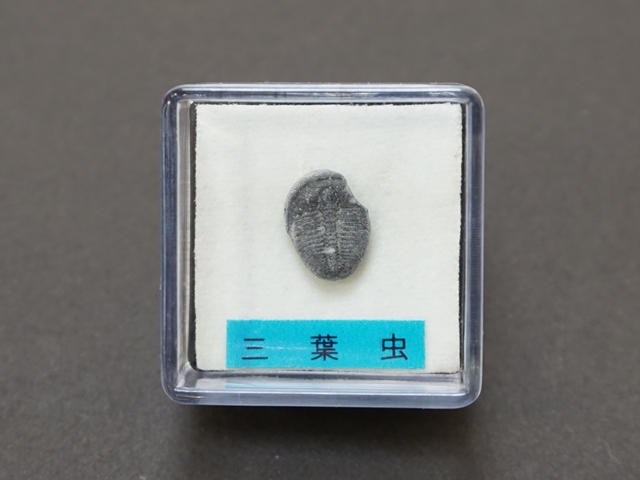 三葉虫化石 特大サイズ　全長約13cm Amazon.co.jp: Elrathia Kingi 三葉虫化石標本 - 天然 - 米国で