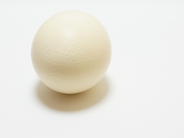 【ゆう子】ダチョウの殻　エッグアート用 ダチョウの殻 エッグアート用 - メルカリ