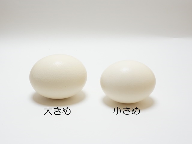 【ゆう子】ダチョウの殻　エッグアート用 楽天市場】クイーンズオーストリッチ ダチョウ 卵のカラ Bランク