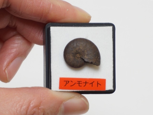アンモナイト　貝などセット 株）タカシェル 世界の貝・化石・珊瑚・タツノオトシゴ